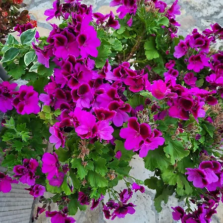 Apartamento Family - 2026 Ryanair's Nr 1 Zadar